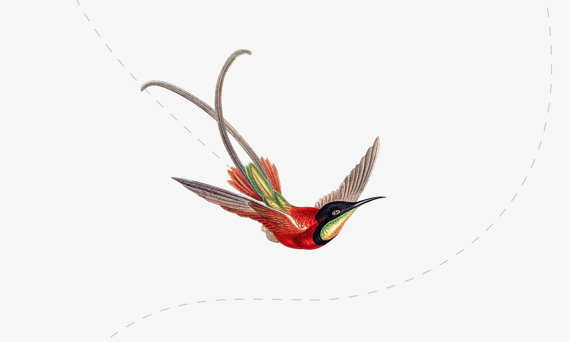 Illustration d‘un oiseau en vol